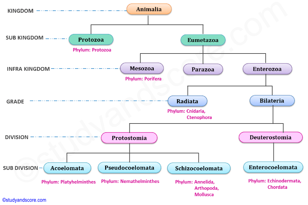 Divisions in animal kingdom, protozoa, eumetazoa, mesozoa, protostomia, deuterostomia
